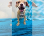 Small Photo #7 Chihuahua-Unknown Mix Puppy For Sale in Oakhurst, NJ, USA