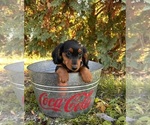 Small #3 Dachshund