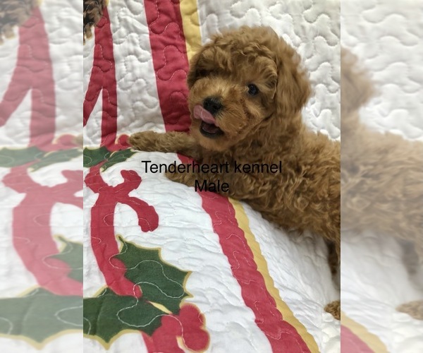 Medium Photo #2 Poodle (Miniature) Puppy For Sale in SILEX, MO, USA