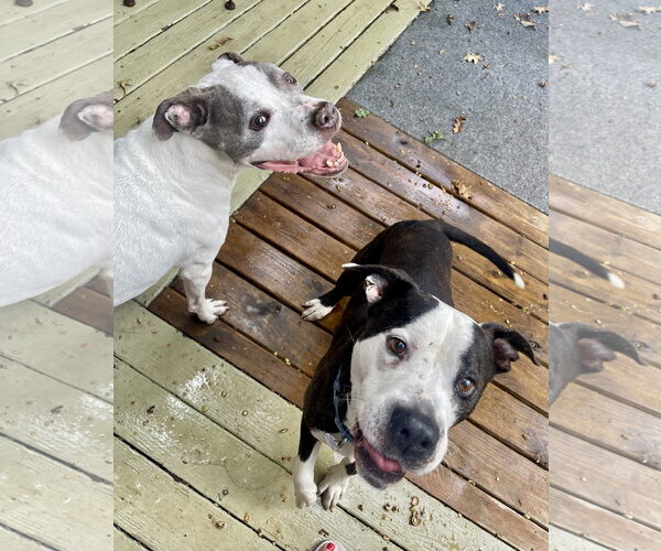 Medium Photo #25 Mutt Puppy For Sale in Mount Laurel, NJ, USA