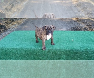 American Bully Puppy for sale in DOS PALOS, CA, USA