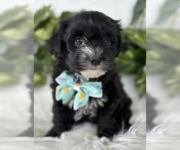 Medium Photo #19 Morkie Puppy For Sale in ROCK STREAM, NY, USA
