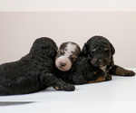 Small Photo #6 Bernedoodle (Miniature) Puppy For Sale in ROY, UT, USA