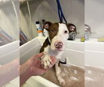 Small #7 American Pit Bull Terrier-Pointer Mix