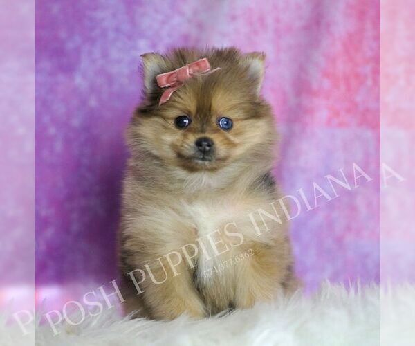 Medium Photo #3 Pomeranian Puppy For Sale in WARSAW, IN, USA
