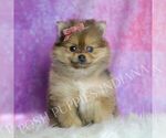 Small Photo #71 Pomeranian Puppy For Sale in WARSAW, IN, USA