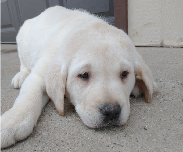 Medium Photo #5 Labrador Retriever Puppy For Sale in SOUTH WAYNE, WI, USA