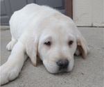 Small Photo #5 Labrador Retriever Puppy For Sale in SOUTH WAYNE, WI, USA