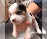 Small #1 Biewer Yorkie