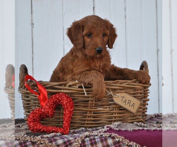Medium Photo #4 Irish Doodle Puppy For Sale in GREENCASTLE, PA, USA