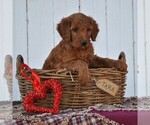 Small Photo #4 Irish Doodle Puppy For Sale in GREENCASTLE, PA, USA