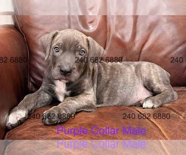 Medium Photo #1 Cane Corso Puppy For Sale in LA PLATA, MD, USA