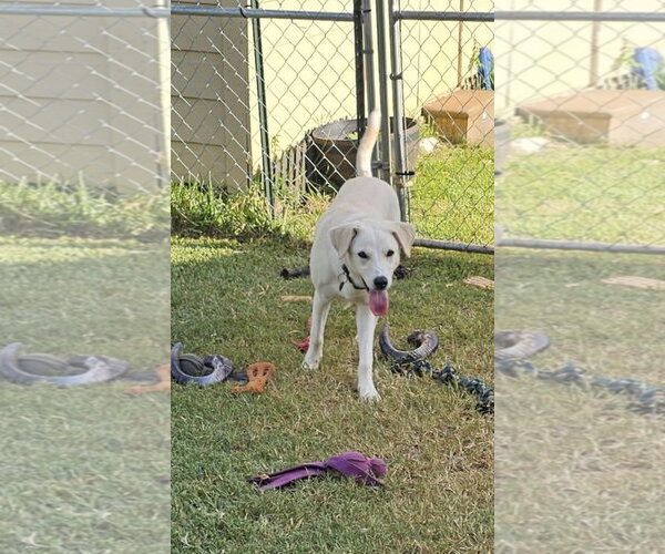 Medium Photo #4 Labrador Retriever-Unknown Mix Puppy For Sale in Rockaway, NJ, USA