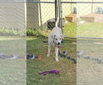 Small #3 Labrador Retriever Mix