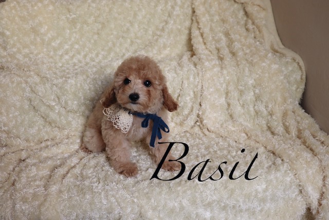 Medium Photo #1 Poodle (Toy) Puppy For Sale in LAS VEGAS, NV, USA
