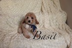 Small Photo #1 Poodle (Toy) Puppy For Sale in LAS VEGAS, NV, USA