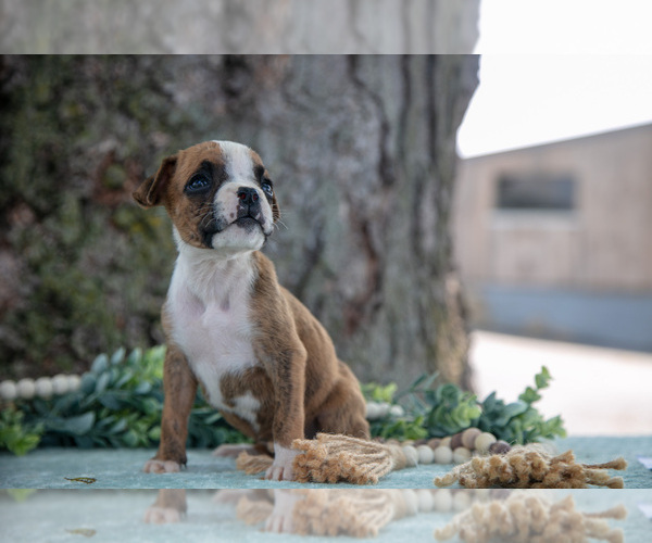 Medium Photo #5 Boxer Puppy For Sale in KIRKWOOD, PA, USA