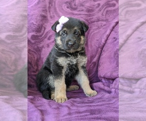 German Shepherd Dog Puppy for sale in QUARRYVILLE, PA, USA