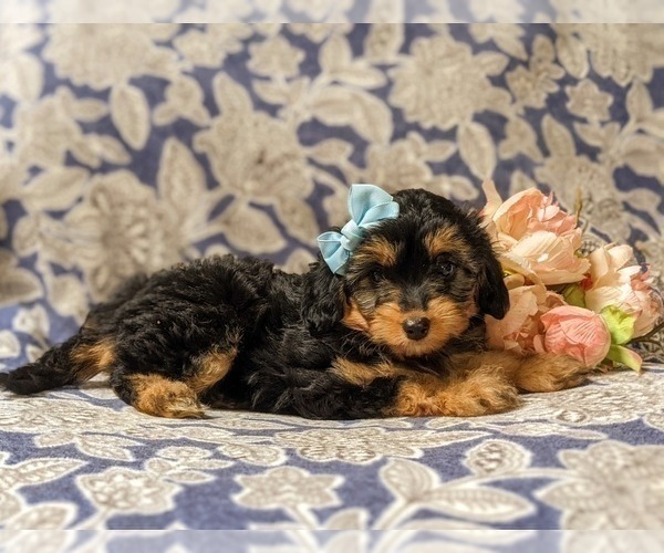 Medium Photo #5 Aussiedoodle Miniature  Puppy For Sale in NOTTINGHAM, PA, USA