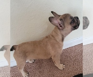 French Bulldog Puppy for sale in TAMPA, FL, USA