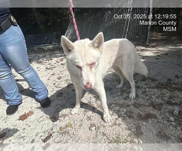 Medium Photo #1 Siberian Husky Puppy For Sale in Ocala, FL, USA