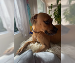 Small #12 Labrador Retriever-Staffordshire Bull Terrier Mix