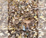 Small Photo #3 Chihuahua-Unknown Mix Puppy For Sale in Andover, MN, USA