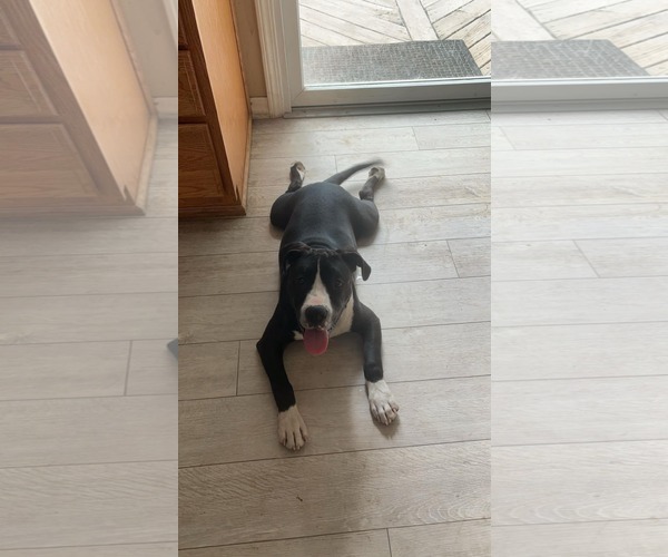 Medium Photo #2 Mutt Puppy For Sale in Coralville, IA, USA