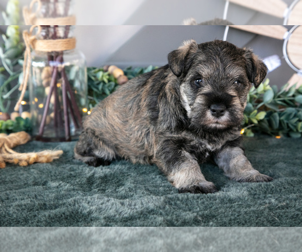Medium Photo #1 Schnauzer (Miniature) Puppy For Sale in BALTIC, OH, USA