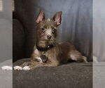 Small #6 Chihuahua Mix