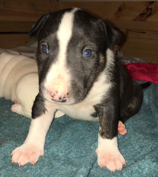 Medium Photo #4 Bull Terrier Puppy For Sale in FLORENCE, KY, USA