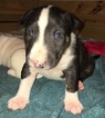 Small Photo #4 Bull Terrier Puppy For Sale in FLORENCE, KY, USA