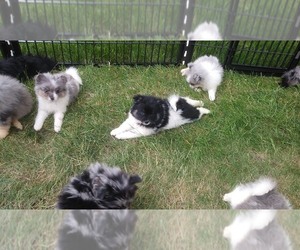 Pomeranian Puppy for sale in ROGERS, MN, USA