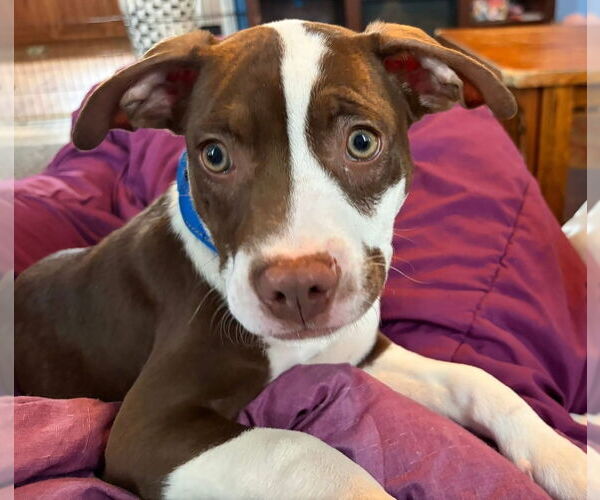 Medium Photo #1 Mutt Puppy For Sale in Wenonah, NJ, USA