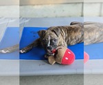Small Boxer Mix
