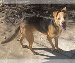 Small #26 American Staffordshire Terrier Mix