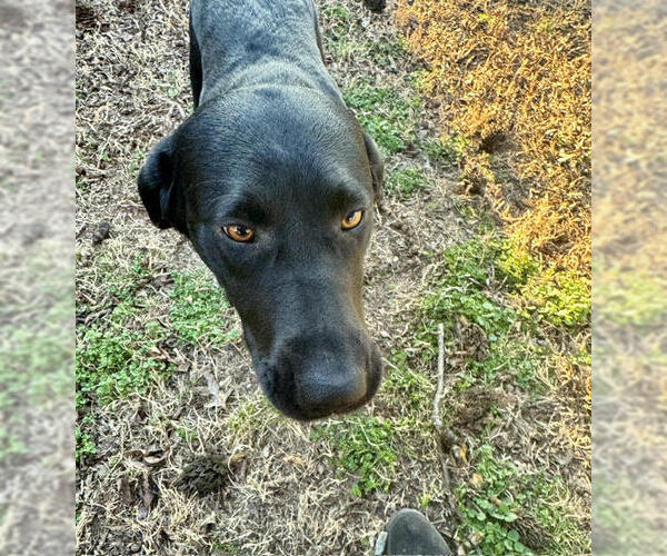 Medium Photo #7 Mutt Puppy For Sale in Wakefield, RI, USA