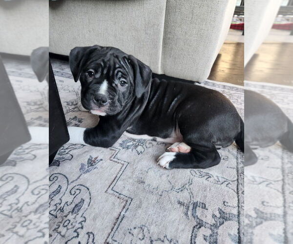 Medium Photo #1 Boxer Puppy For Sale in Brights Grove, Ontario, Canada