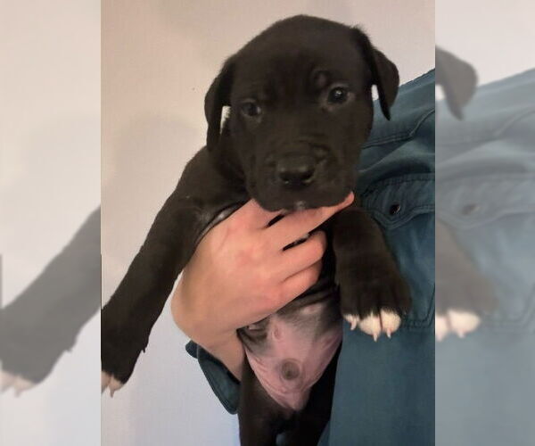 Medium Photo #6 Labrador Retriever-Unknown Mix Puppy For Sale in Cary, NC, USA