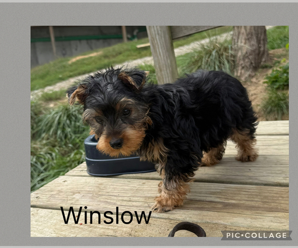 Medium Photo #2 Yorkshire Terrier Puppy For Sale in BENNINGTON, IN, USA