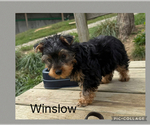 Small #1 Yorkshire Terrier