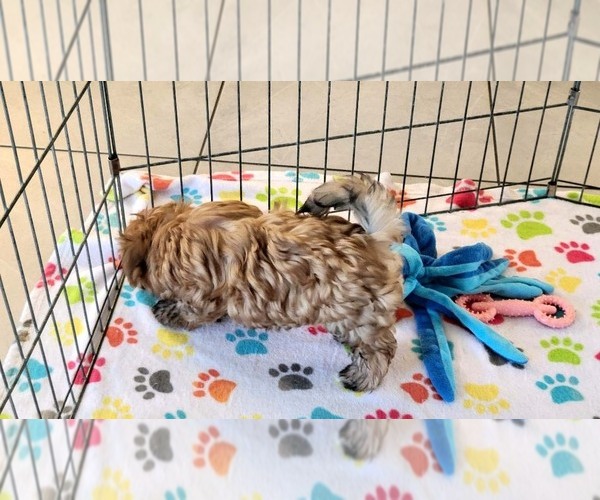 Medium Photo #3 Morkie Puppy For Sale in ORO VALLEY, AZ, USA