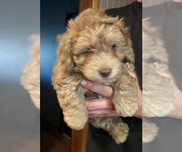 Medium Photo #4 Aussiedoodle-Labradoodle Mix Puppy For Sale in WAYNESFIELD, OH, USA