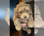 Small #3 Aussiedoodle-Labradoodle Mix