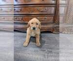 Small #15 Golden Retriever