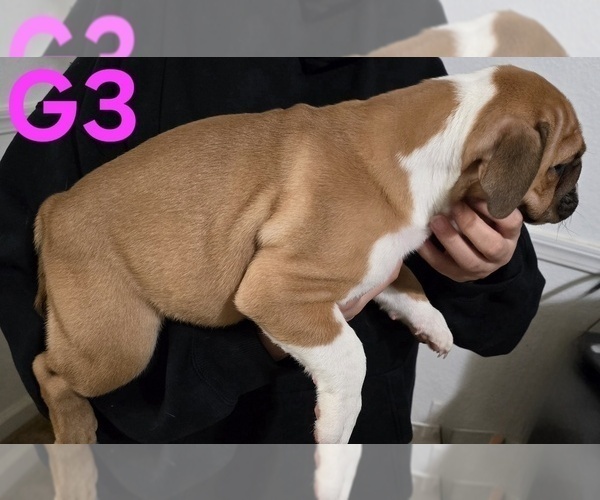 Medium Photo #3 English Bulldog Puppy For Sale in FRESNO, CA, USA