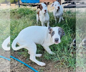 Ghost - Male Mutt Dog for Adoption - Photo #3