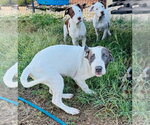 Small Photo #3 Mutt Puppy For Sale in Claremore, OK, USA