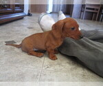 Small Photo #9 Dachshund Puppy For Sale in OWEN, WI, USA