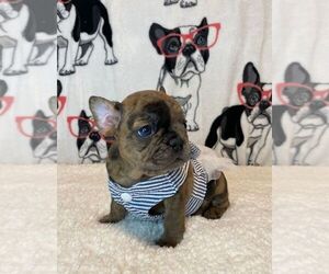 Medium French Bulldog